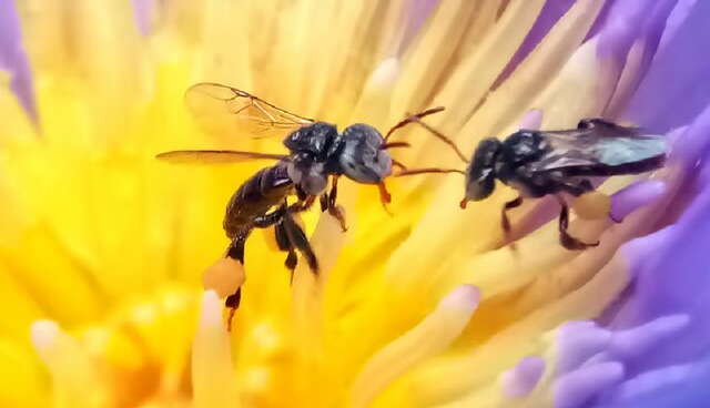 عسل بان | مزایای بی شمار عسل طبیعی برای سلامتی